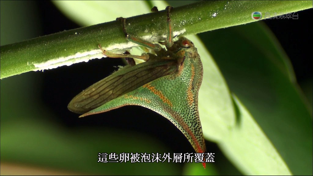 亚马逊异形 Aliens of the Amazon