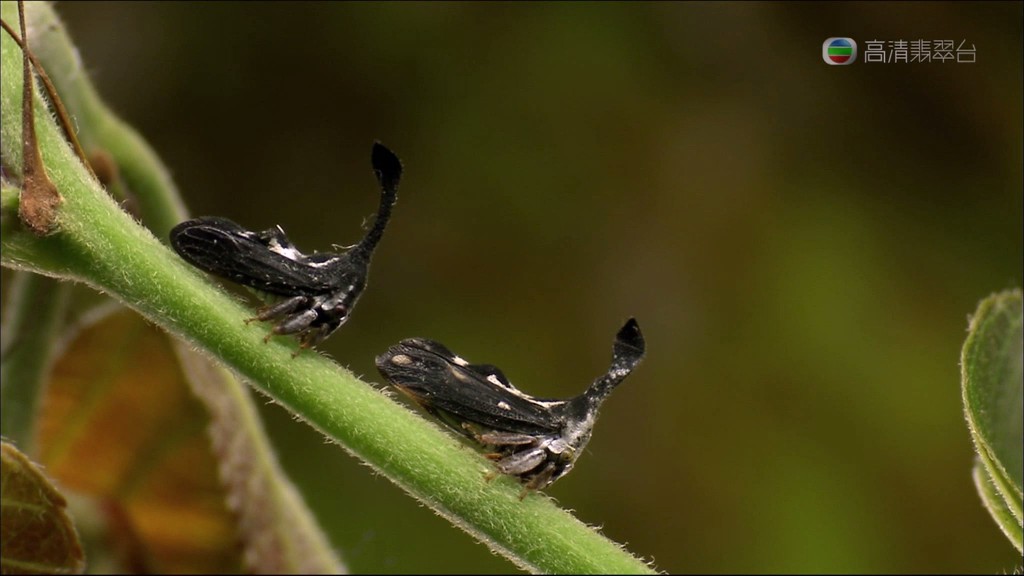 亚马逊异形 Aliens of the Amazon