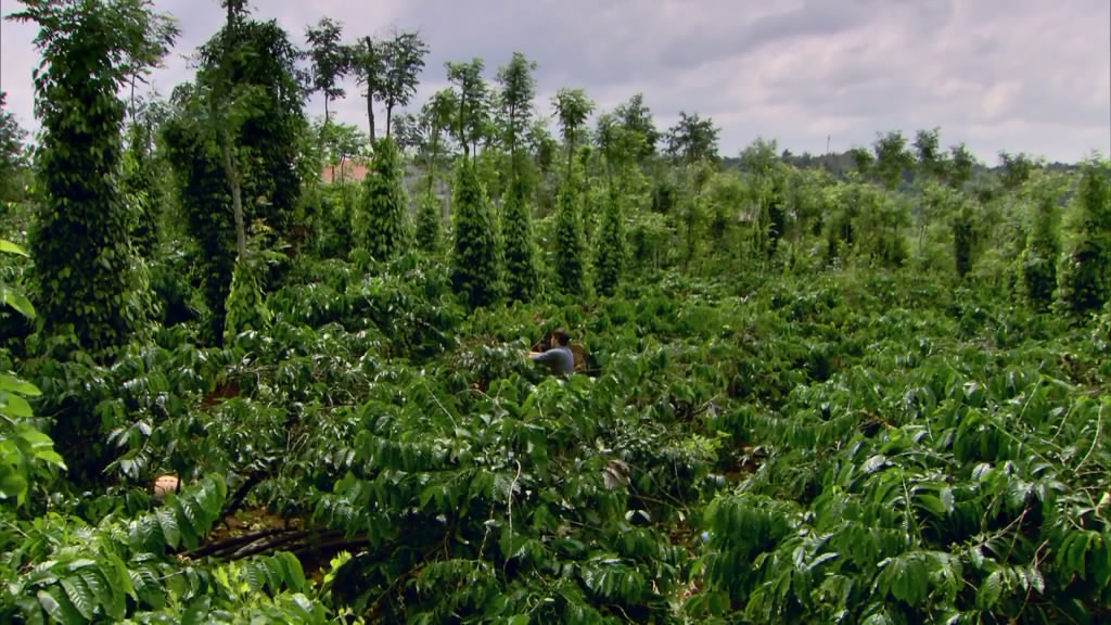 和西蒙·里夫一起寻迹咖啡 The Coffee Trail with Simon Reeve