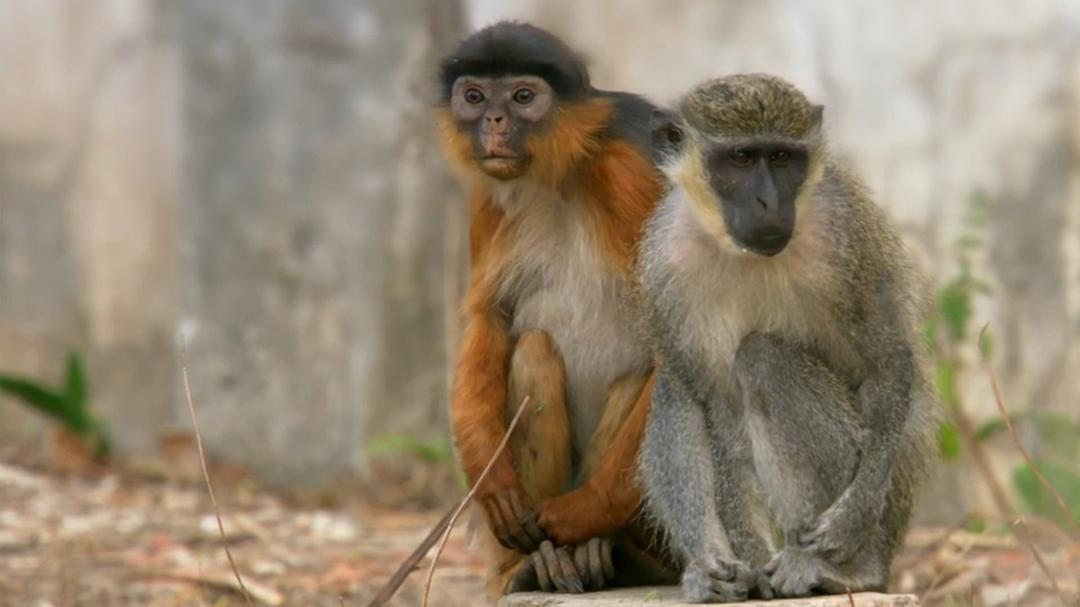 猩猿星球 第一季 Monkey Planet Season 1