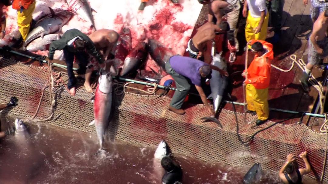 超鱼 슈퍼피쉬 &#8211; 끝없는 여정