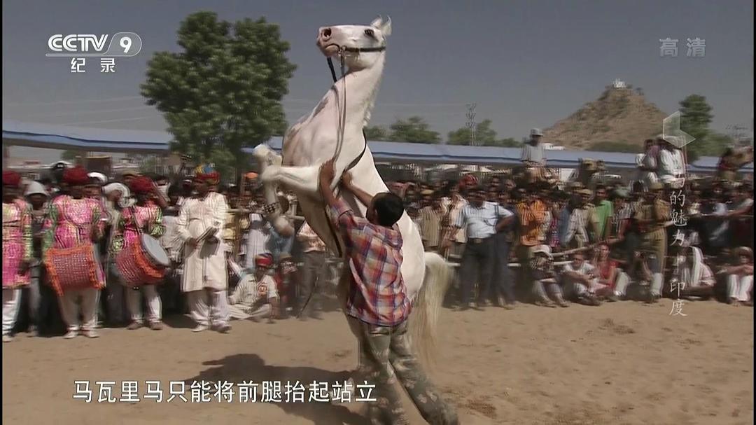 马的魅力 Im Bann der Pferde