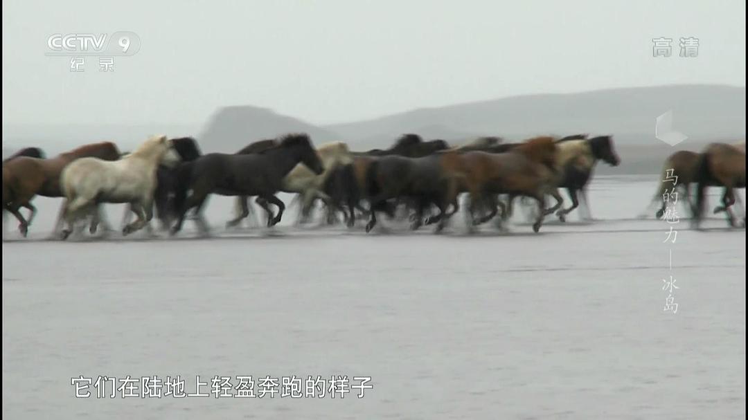 马的魅力 Im Bann der Pferde