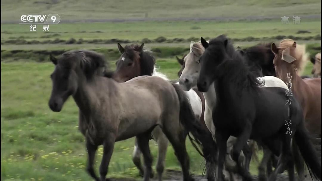 马的魅力 Im Bann der Pferde