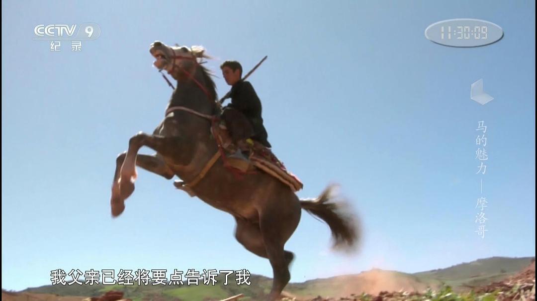 马的魅力 Im Bann der Pferde