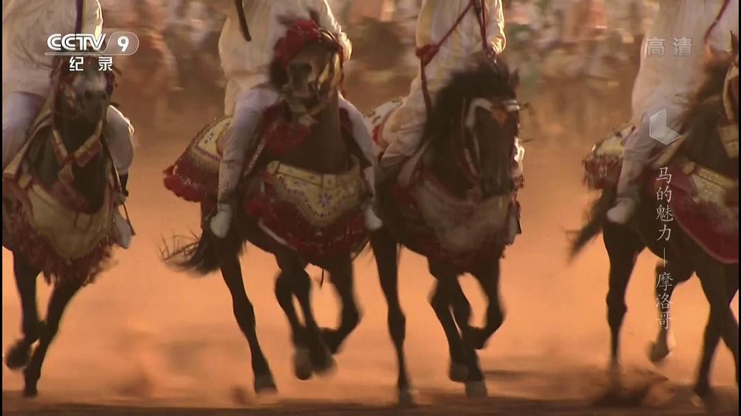 马的魅力 Im Bann der Pferde