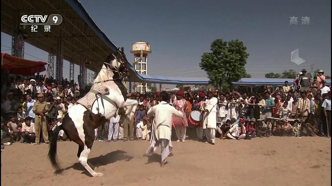 马的魅力 Im Bann der Pferde