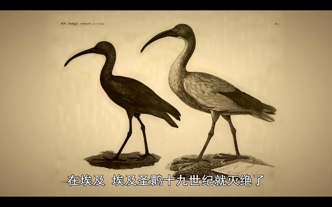 BBC地平线.七千万动物木乃伊.古埃及的暗黑秘密 Horizon: 70 Million Animal Mummies – Egypt’s Dark Secret