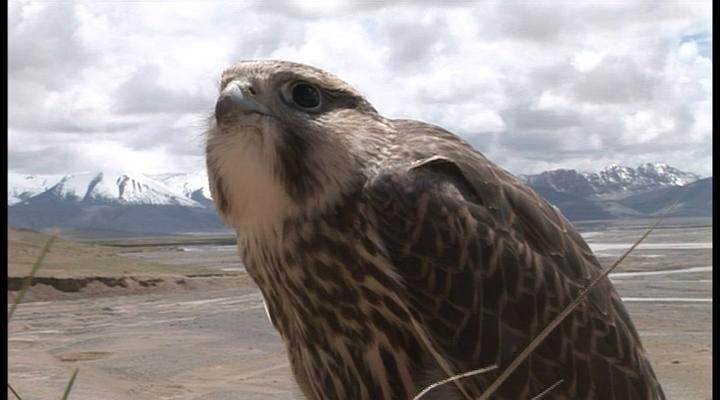 阿尔金：青藏高原的神秘地带 Arjin: Tibetan Secret Land