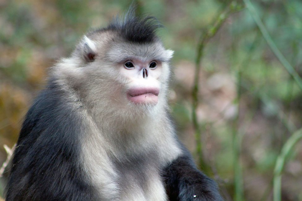 山间的生命极限 Mountain: Life at the Extreme