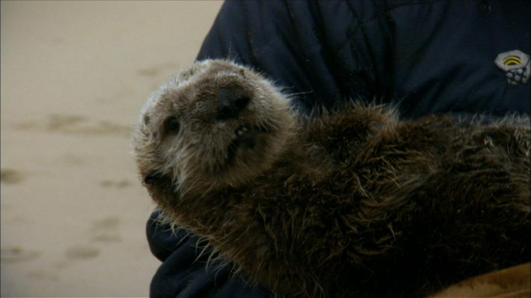 拯救小海獭 Nature：Saving Otters