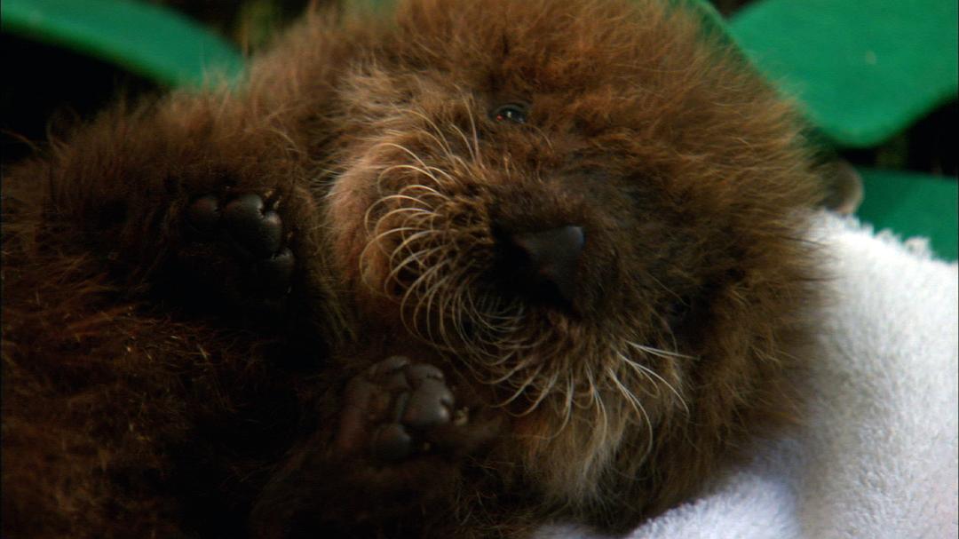 拯救小海獭 Nature：Saving Otters