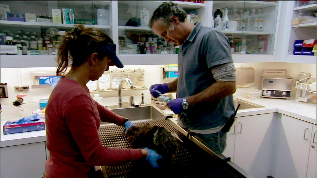 拯救小海獭 Nature：Saving Otters