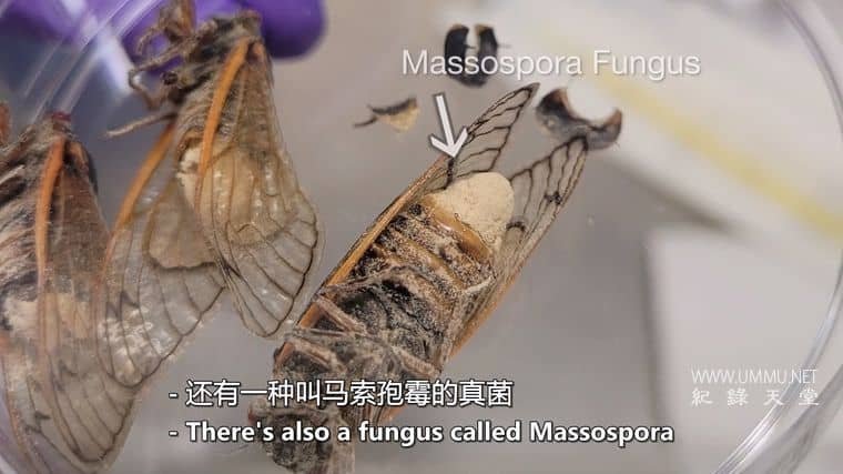 僵尸真菌的攻击 Attack of the Zombie Fungus