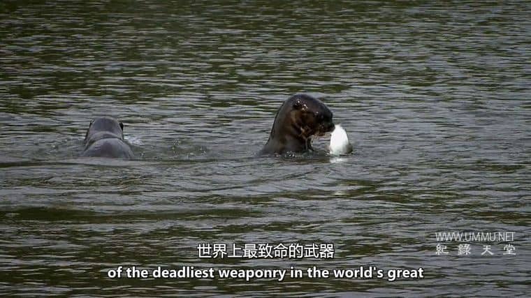 动物军备竞赛 Animal Arms Race