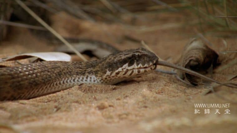 动物军备竞赛 Animal Arms Race