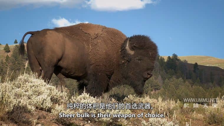 动物军备竞赛 Animal Arms Race