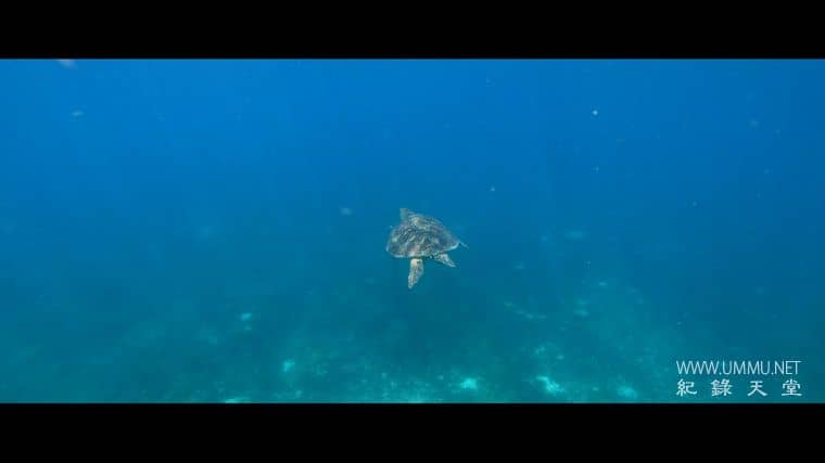 阿利克和阿尔伯特 Alick and Albert