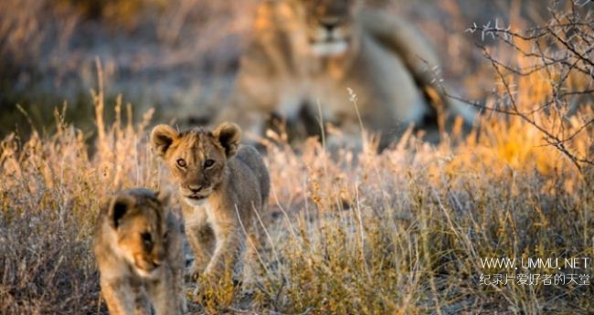 非洲七霸/非洲七神兽/非洲七种神秘客 Africas Secret Seven