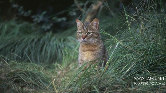 非洲七霸/非洲七神兽/非洲七种神秘客 Africas Secret Seven