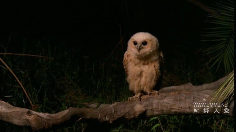 非洲的沙漠河 Africa’s Desert River