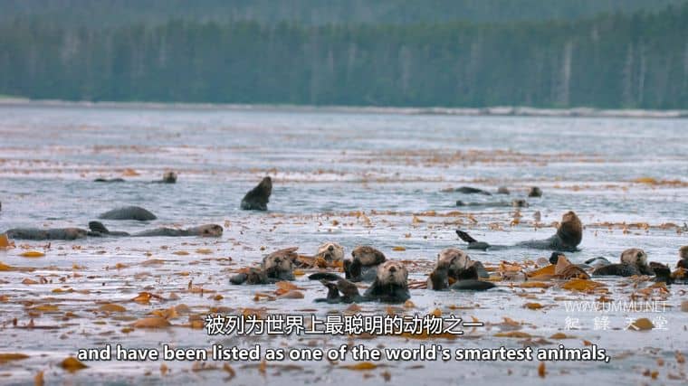 阿拉斯加之夏 Alaskan Summer