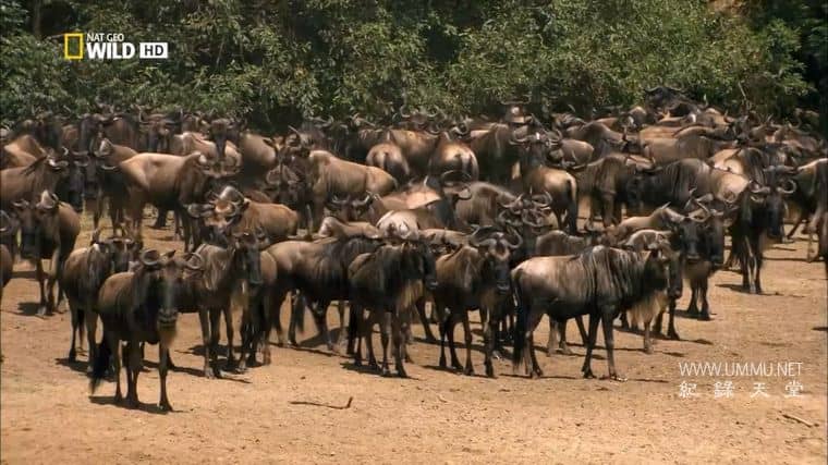 非洲创意杀手 Africa&#x27;s Creative Killers