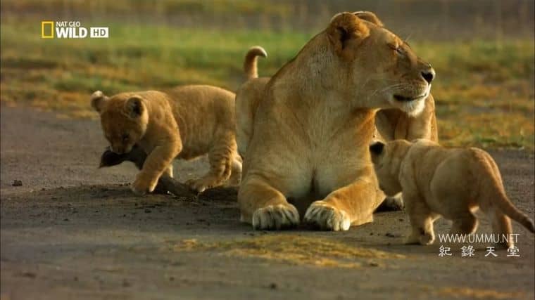 非洲创意杀手 Africa&#x27;s Creative Killers