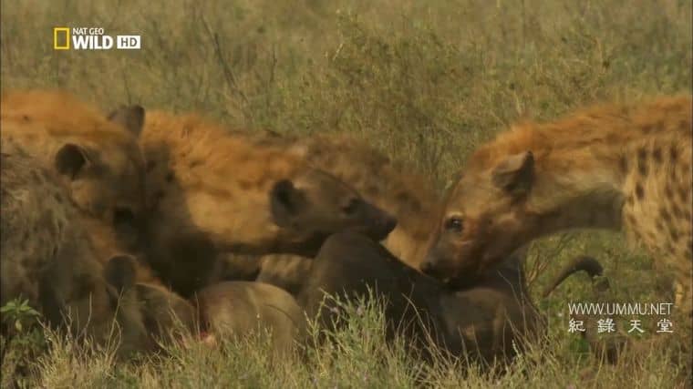 非洲创意杀手 Africa&#x27;s Creative Killers