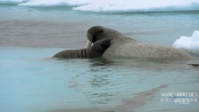 北极曝光 Arctic Exposure