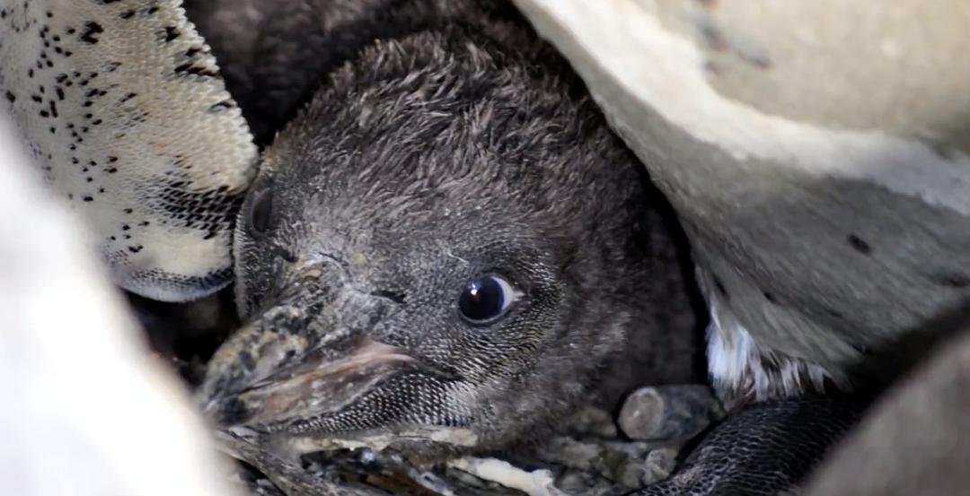 恋爱中的动物 Animals and Love