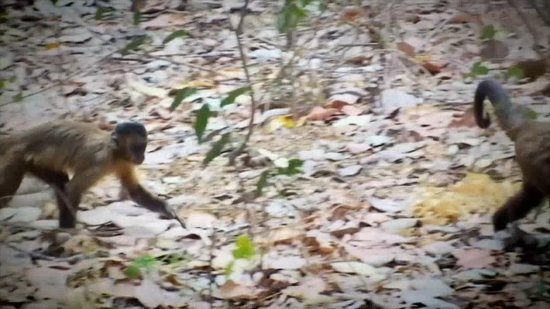 恋爱中的动物 Animals and Love