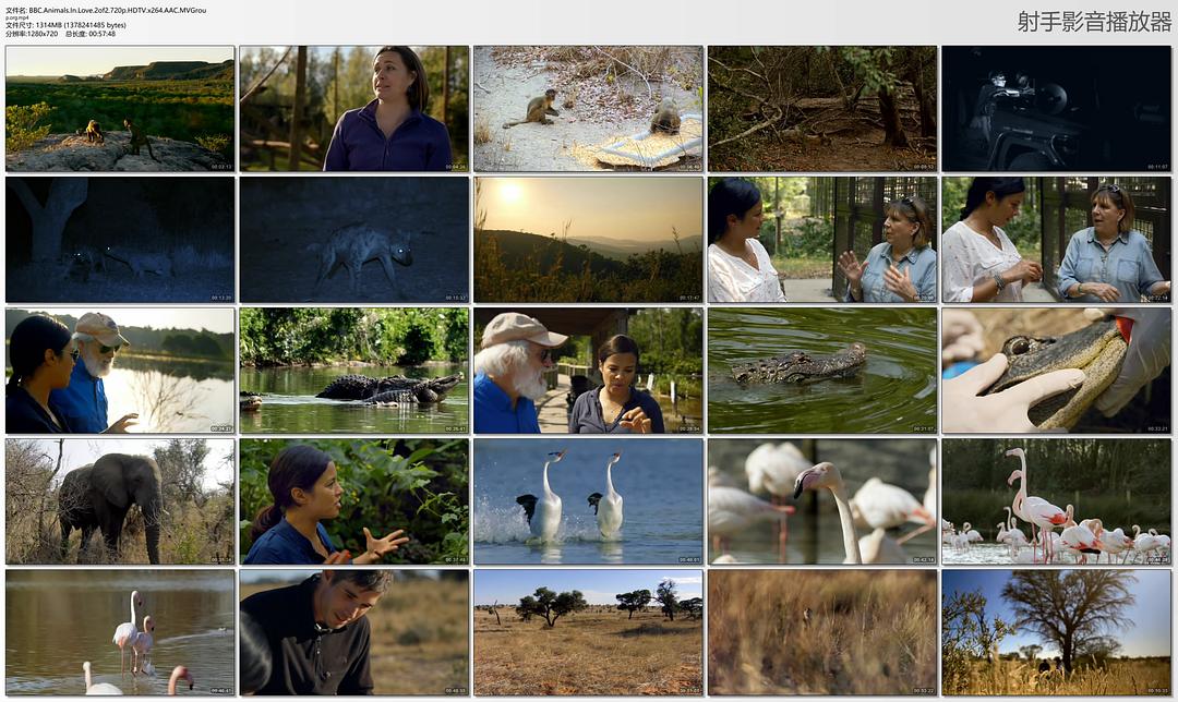 恋爱中的动物 Animals and Love