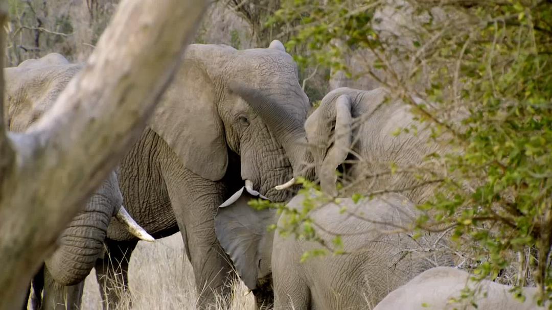 恋爱中的动物 Animals and Love