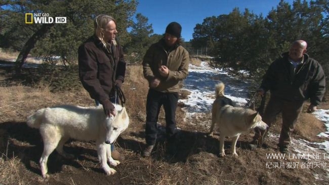 荒野远征：巨狼  America The Wild: Monster Wolf