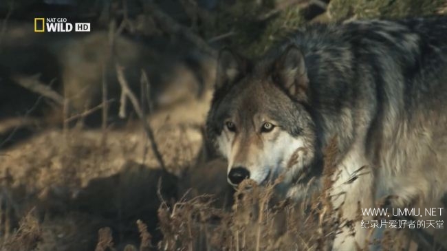 荒野远征：巨狼  America The Wild: Monster Wolf