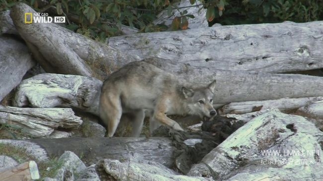 荒野远征：巨狼  America The Wild: Monster Wolf