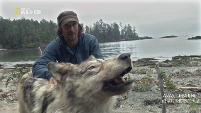 荒野远征：巨狼  America The Wild: Monster Wolf