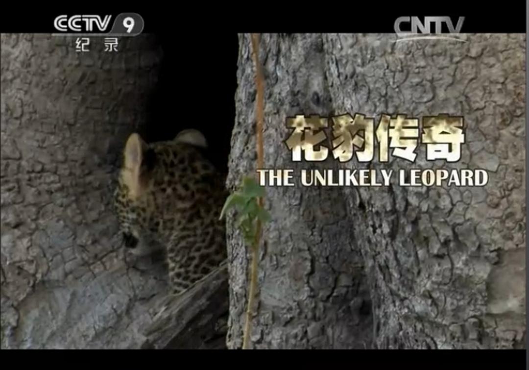 花豹传奇 The Unlikely Leopard