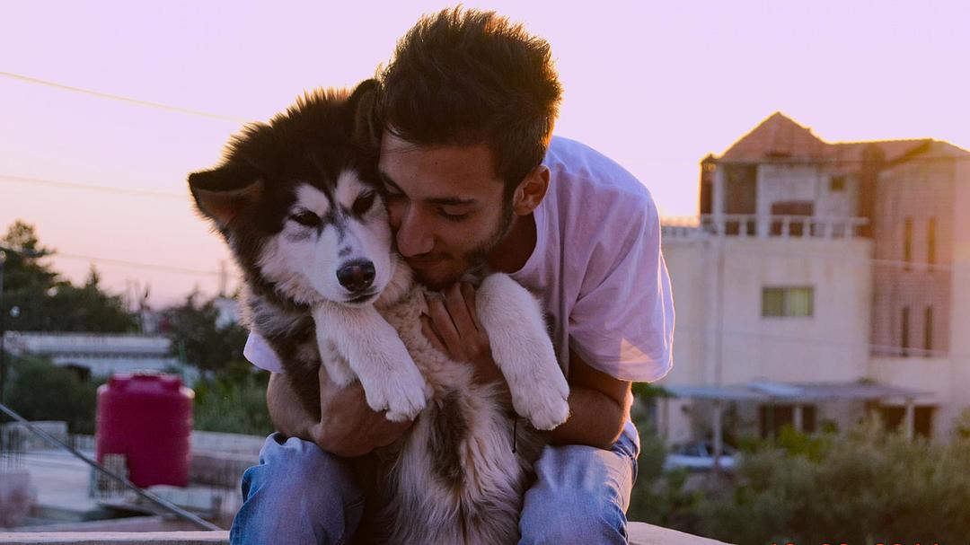 爱犬情深 第一季 Dogs Season 1