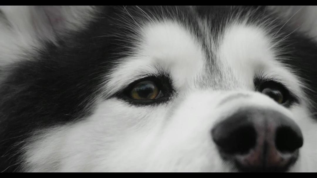 爱犬情深 第一季 Dogs Season 1