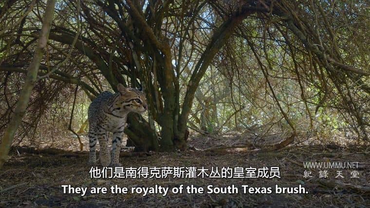 美国豹猫 American Ocelot