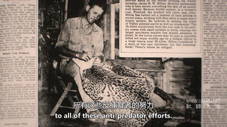 美国豹猫 American Ocelot