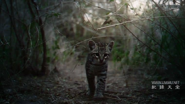 美国豹猫 American Ocelot