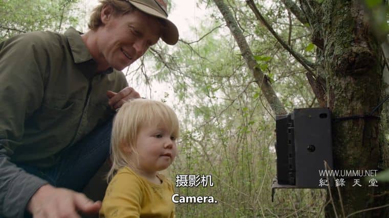 美国豹猫 American Ocelot