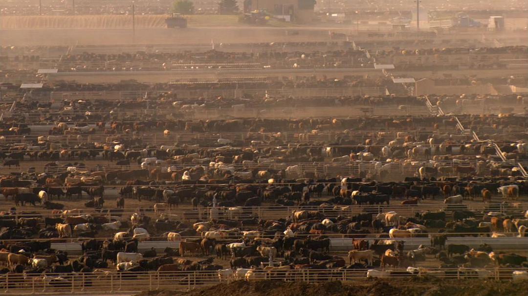 透视美国 America Revealed