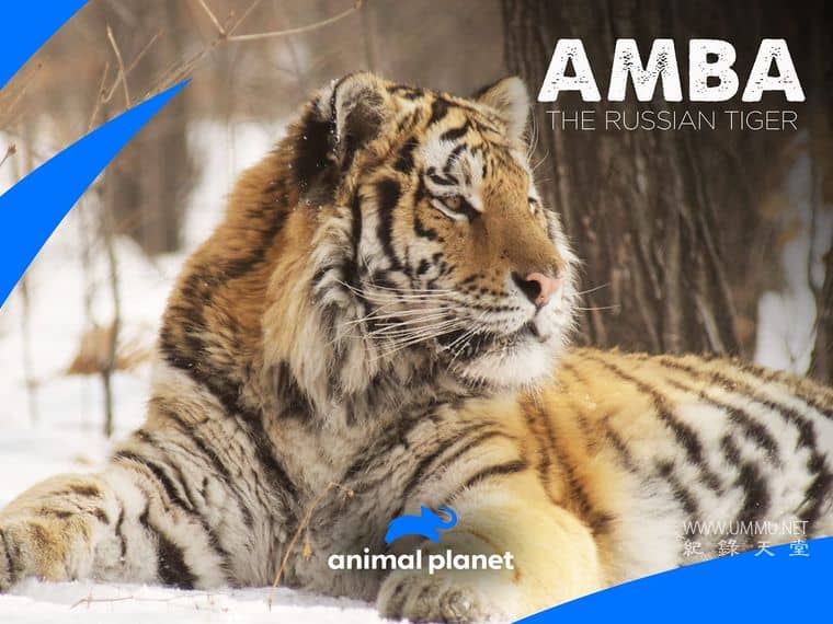 安巴：俄罗斯之虎 Amba: The Russian Tiger