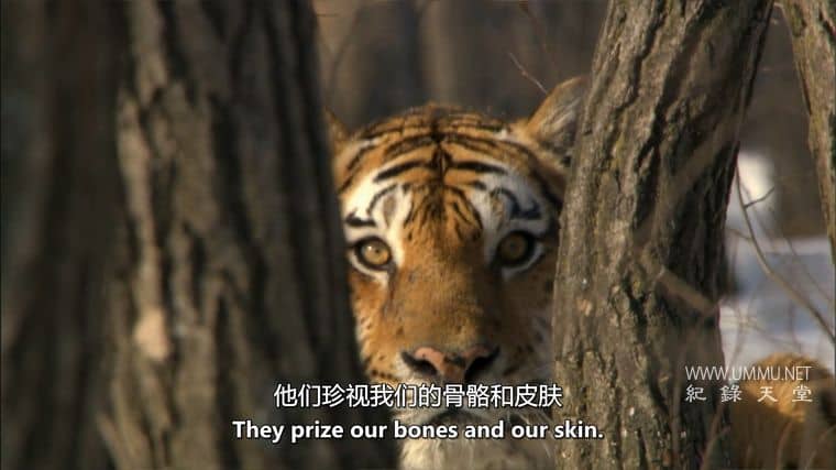 安巴：俄罗斯之虎 Amba: The Russian Tiger