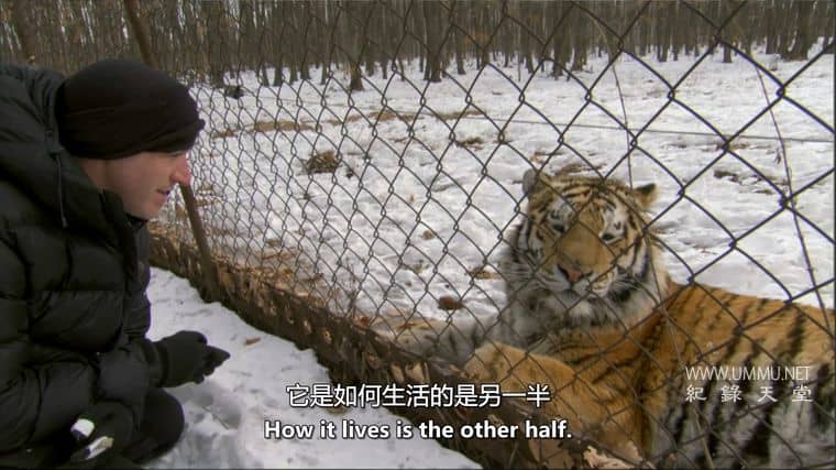 安巴：俄罗斯之虎 Amba: The Russian Tiger