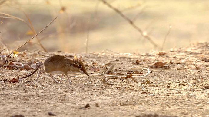 非洲猎手 Africa’s Hunters